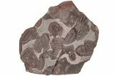 Ordovician Trilobite Mortality Plate (Pos/Neg) - Morocco #191315-2